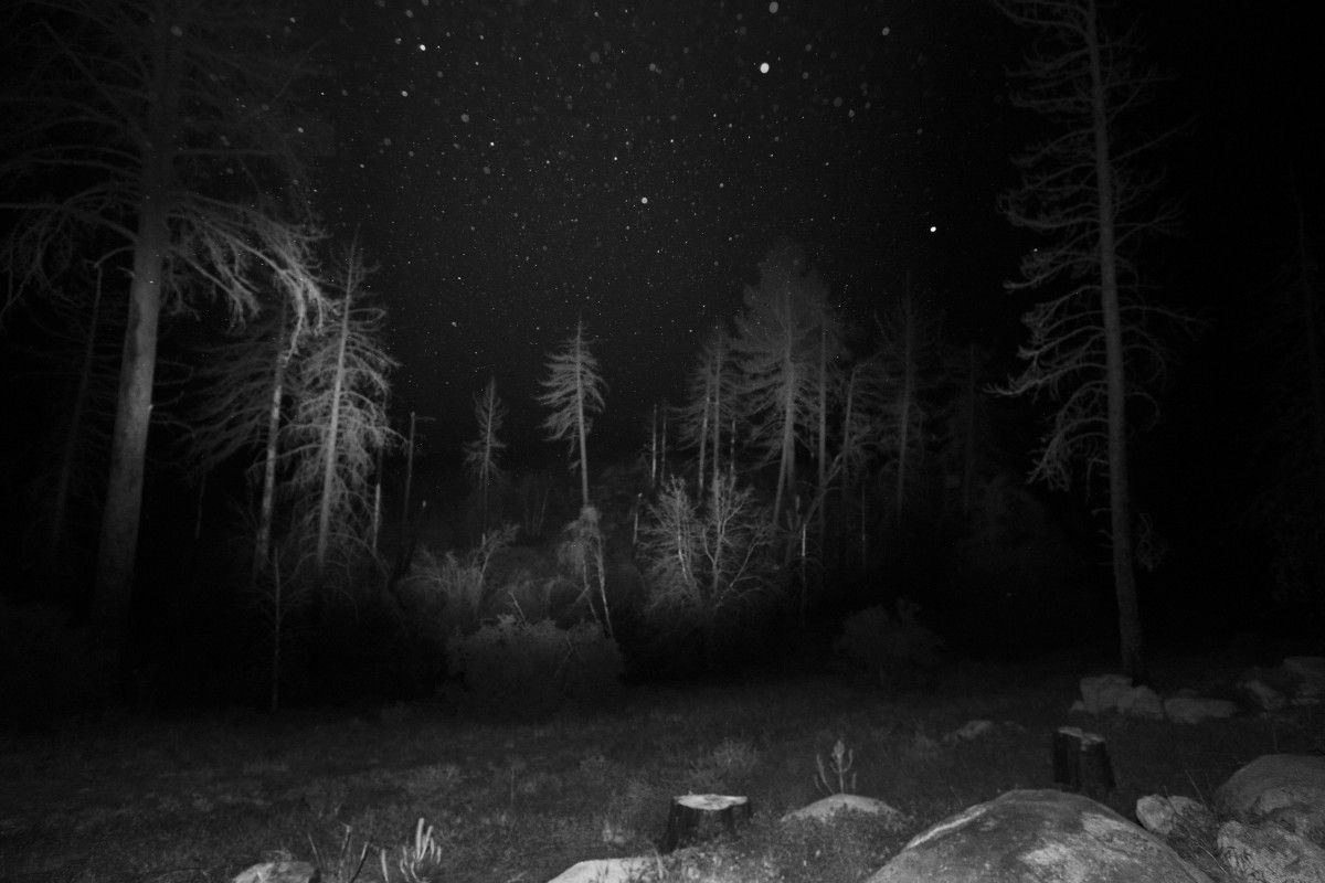 Dead Trees and Ash in Burnt Stricken San Bernardino Mountains, 2017 ©Bil Zelman