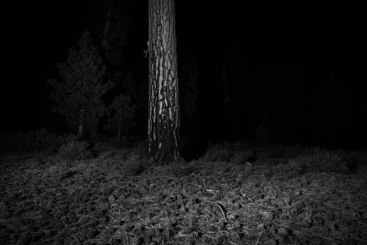 Ponderosa Pine Dropping Cones After Fire, 2017 ©Bil Zelman