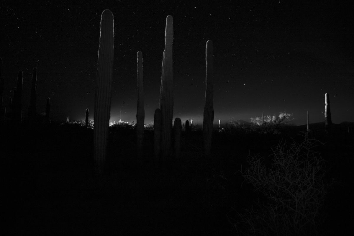 Saguaro Forest and Vehicle, 2017 ©Bil Zelman