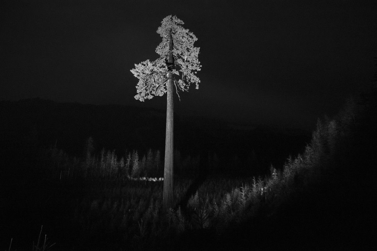 Second Largest Douglas fir in Canada Surrounded by Clear-Cut, 2019 ©Bil Zelman