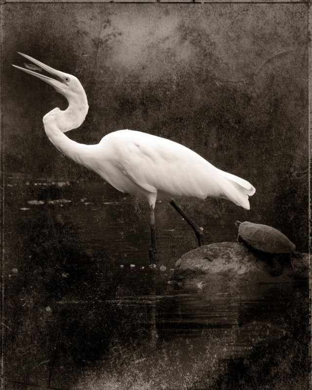Robert Atkinson