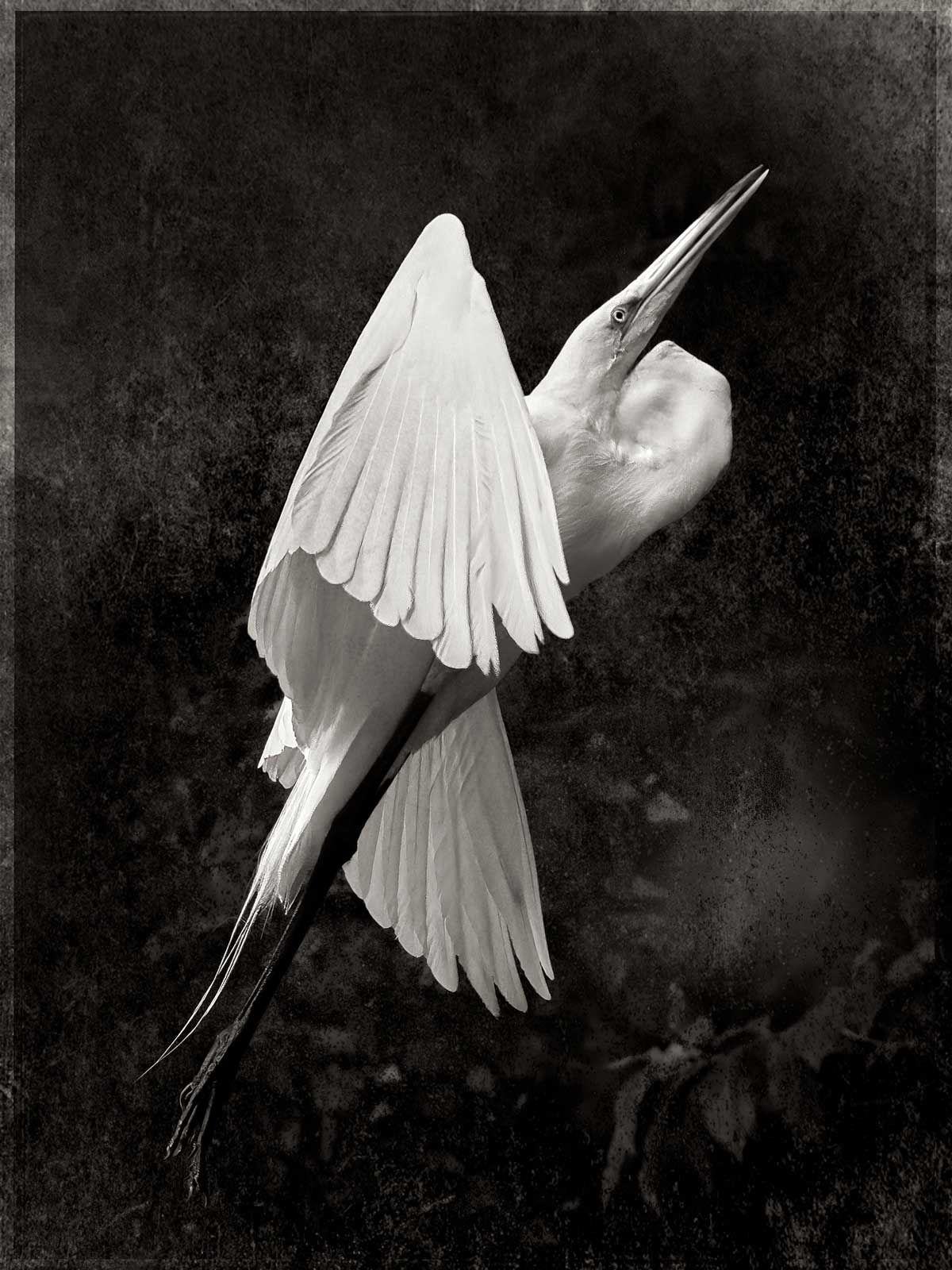Robert Atkinson