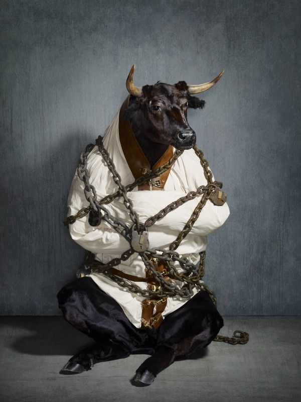 Bound Bull ©Hugh Kretschmer