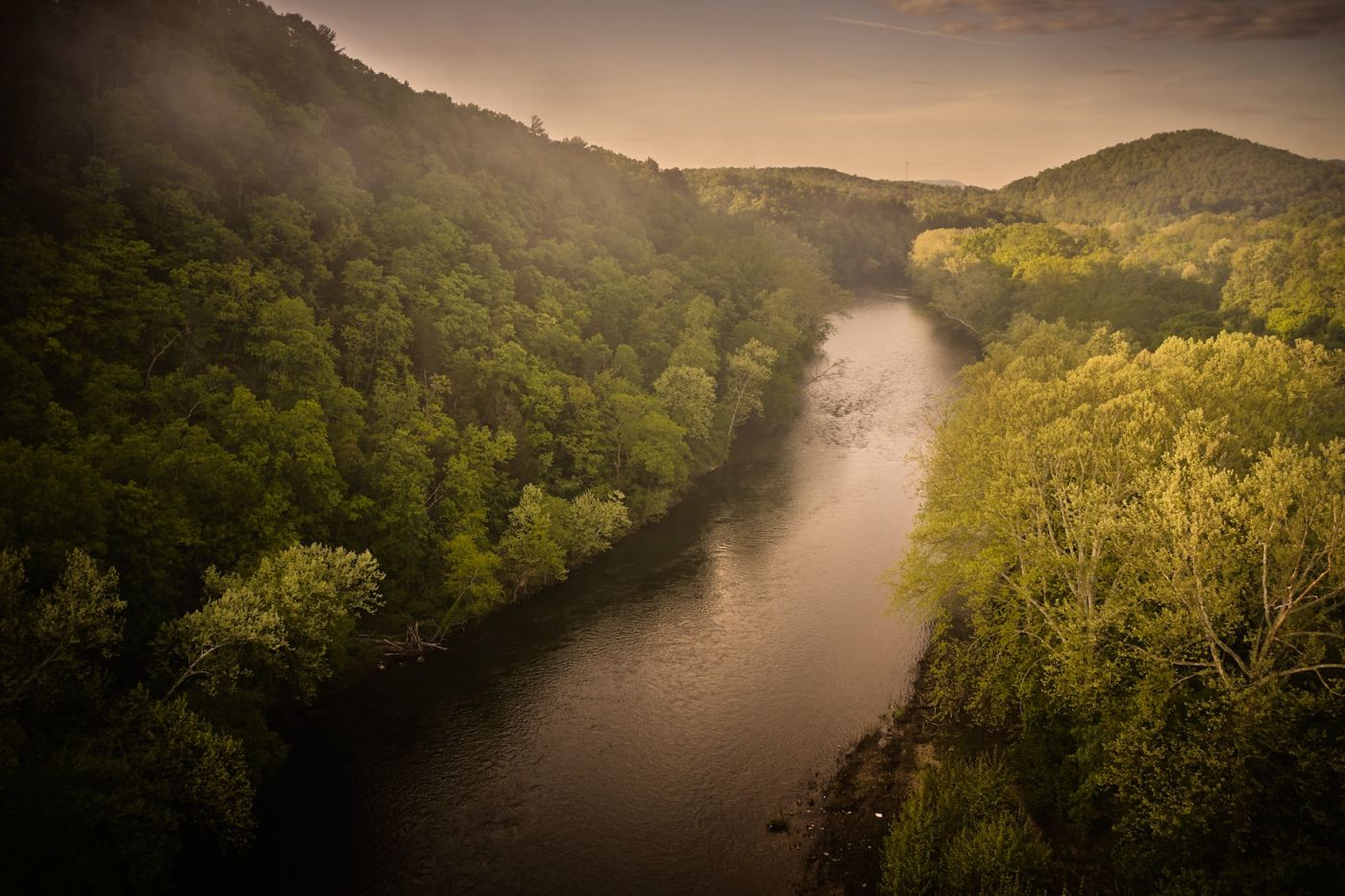 aerial view trees