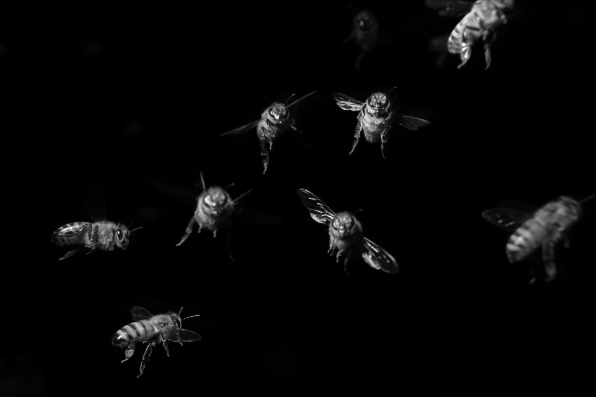 European Honeybees in Western United States, 2017 ©Bil Zelman
