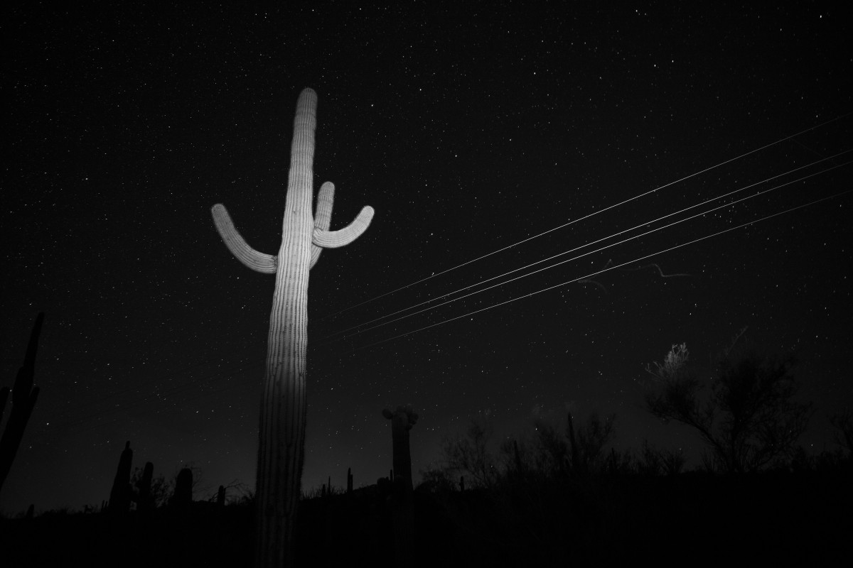 Saguaro Power Lines and Bat Trail ©Bil Zelman