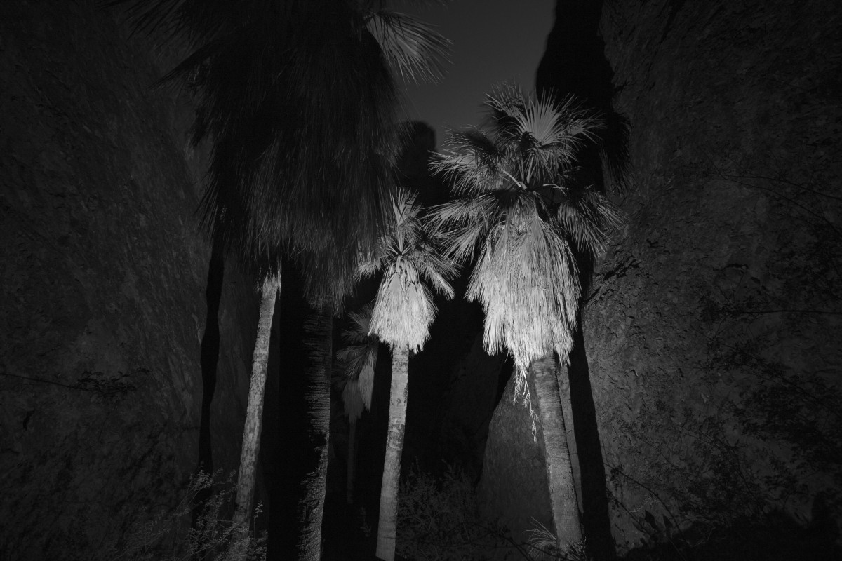 Only Existing Grove of Natural Native Palms in Arizona High in Mountain Ravine, 2018 ©Bil Zelman