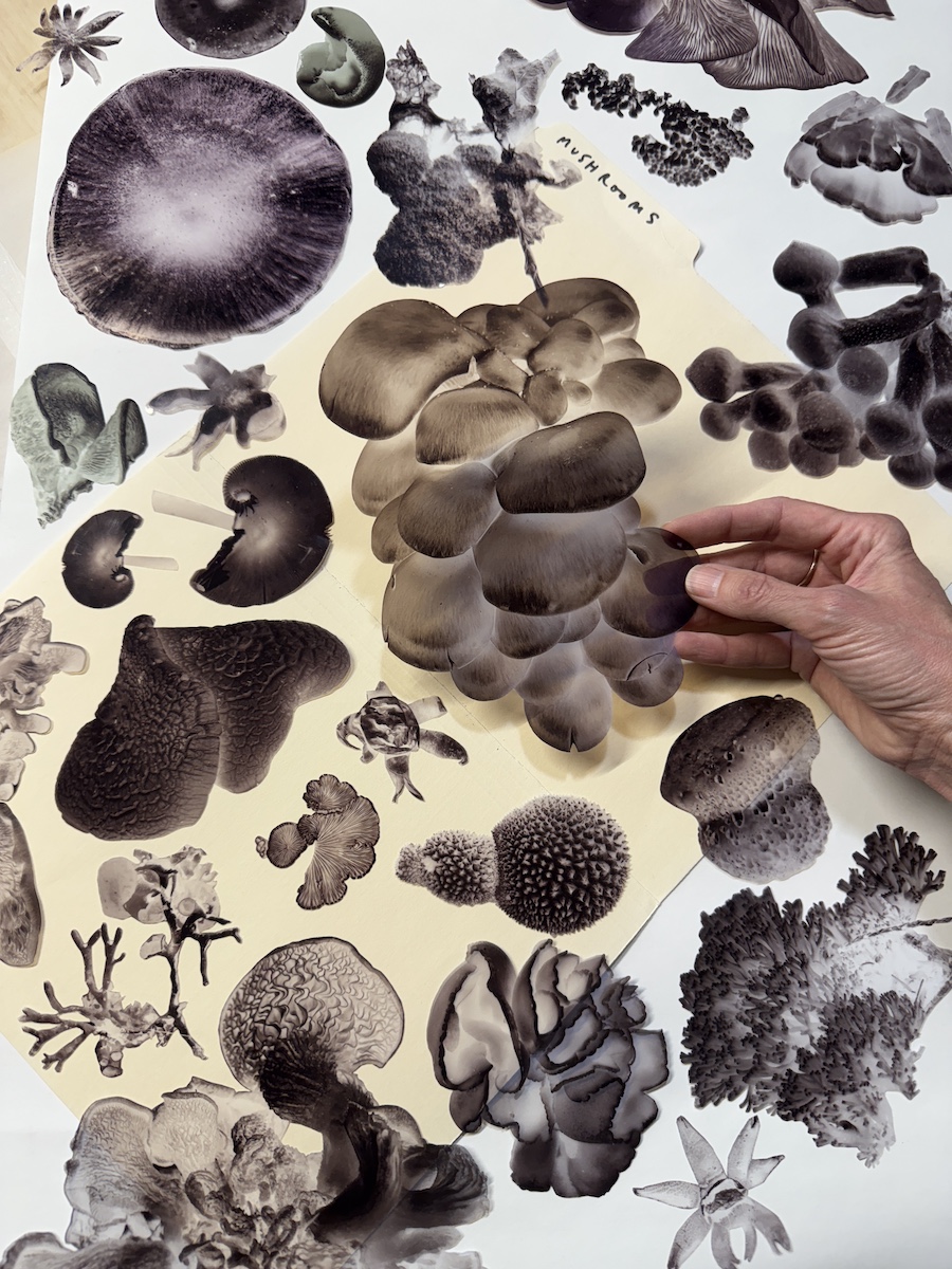 mushrooms
